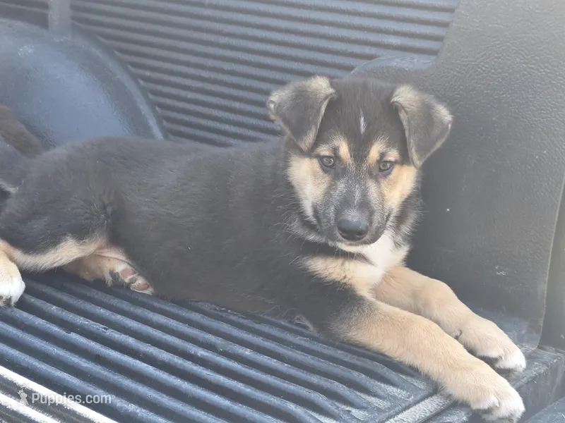 Zeus – German Shepherd Dog puppy for sale in Beach City, OH