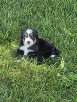 Sophie, a female Miniature Bernedoodle for sale in Beach City, OH – 4 of 4
