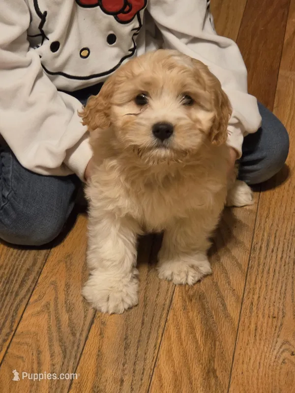 Oscar – Cavapoo puppy for sale in Beach City, OH