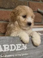 Oscar, a male Cavapoo for sale in Beach City, OH – Photo 2 of 2