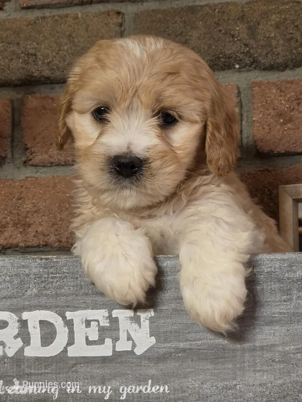 Oscar – Cavapoo puppy for sale in Beach City, OH
