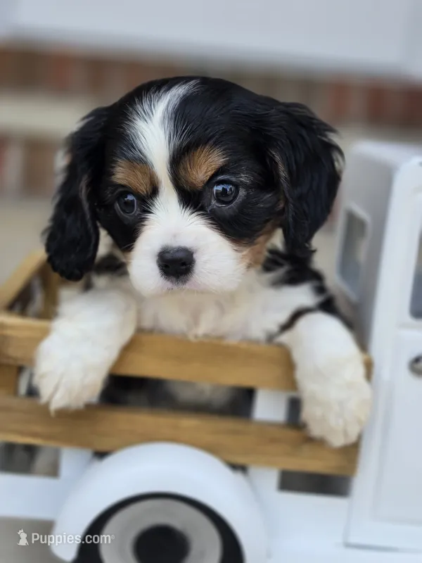 Charlotte – Cavalier King Charles Spaniel puppy for sale in Beach City, OH