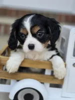 Charlotte, a female Cavalier King Charles Spaniel for sale in Beach City, OH – 1 of 1