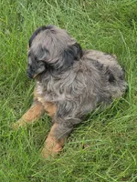 Bella, a male Cavalier King Charles Spaniel for sale in Beach City, OH – 5 of 5