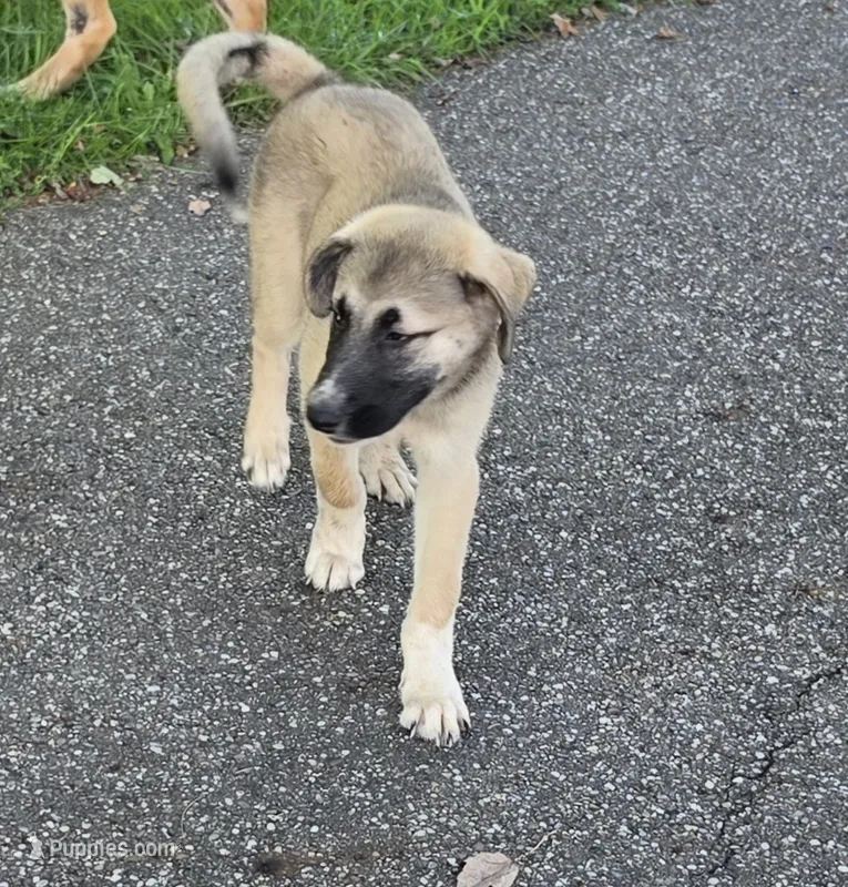 Max – Anatolian Shepherd Dog, Great Pyrenees puppy for sale in Beach City, OH