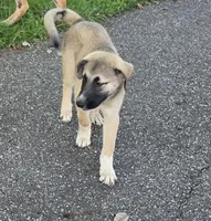 Max, a male Anatolian Shepherd Dog and Great Pyrenees for sale in Beach City, OH – 1 of 2