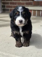 Harper, a female Miniature Bernedoodle for sale in Beach City, OH – 2 of 4