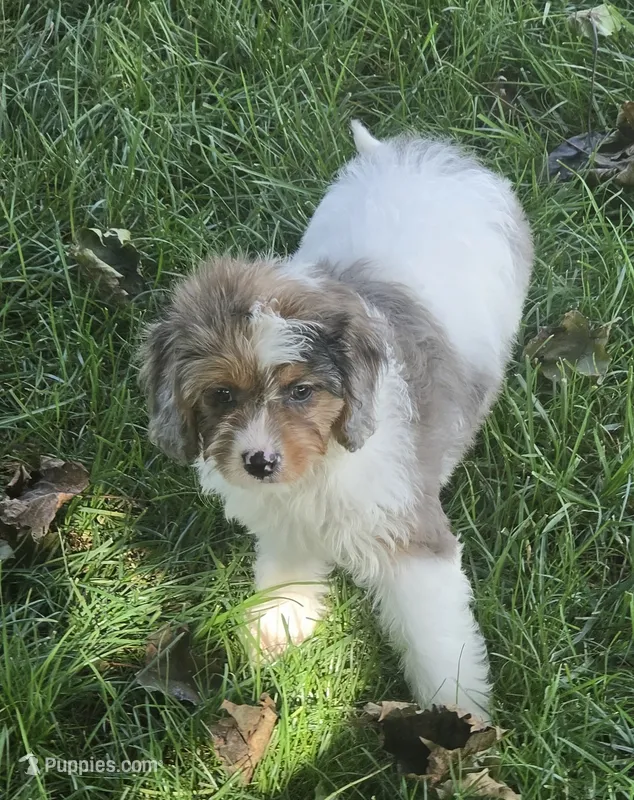 Stormy – Cavalier King Charles Spaniel puppy for sale in Beach City, OH