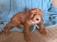 Winnie, a female Cavapoo for sale in Beach City, OH – 3 of 6