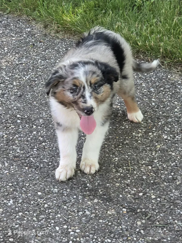 Maggie – Australian Shepherd puppy for sale in Beach City, OH