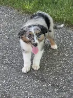 Maggie, a female Australian Shepherd for sale in Beach City, OH – 1 of 3