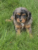 Bella, a male Cavalier King Charles Spaniel for sale in Beach City, OH – 4 of 5