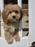 Charlie, a male Cavapoo for sale in Beach City, OH – 2 of 2