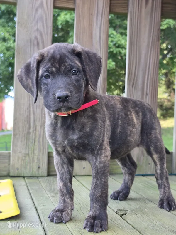 Roxie – English Mastiff puppy for sale in Beach City, OH