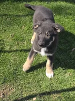 Lucas, a male German Shepherd Dog for sale in Beach City, OH – Photo 3 of 5