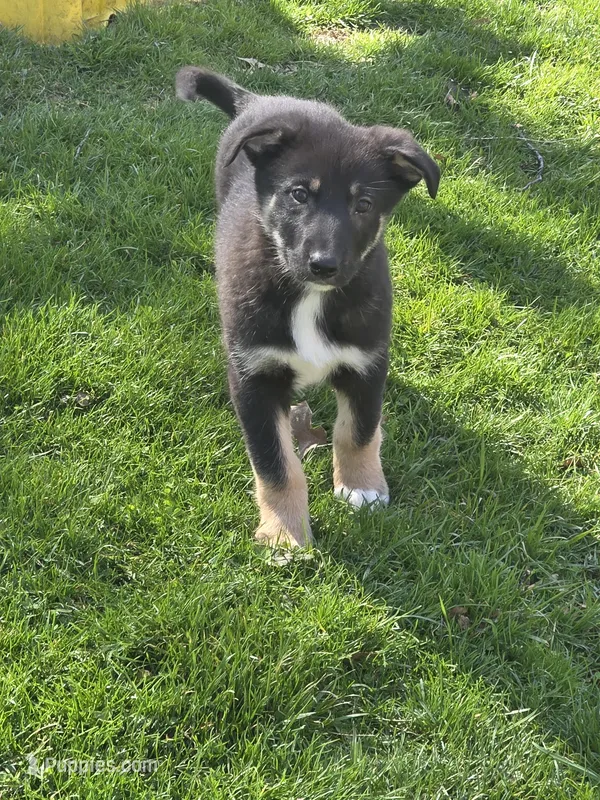 Lucas – German Shepherd Dog puppy for sale in Beach City, OH