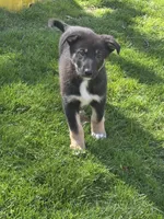 Lucas, a male German Shepherd Dog for sale in Beach City, OH – Photo 1 of 5