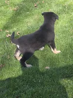 Lucas, a male German Shepherd Dog for sale in Beach City, OH – Photo 2 of 5