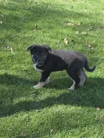 Lucas, a male German Shepherd Dog for sale in Beach City, OH – Photo 4 of 5