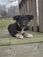 Lucas, a male German Shepherd Dog for sale in Beach City, OH – Photo 5 of 5