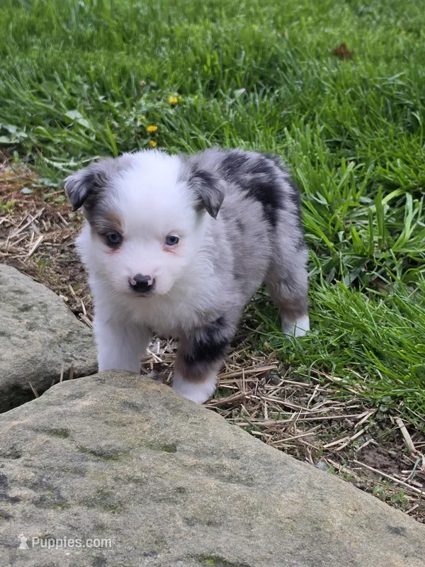 Koda – Miniature Australian Shepherd puppy for sale in Beach City, OH