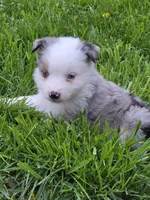 Koda, a male Miniature Australian Shepherd for sale in Beach City, OH – Photo 2 of 2