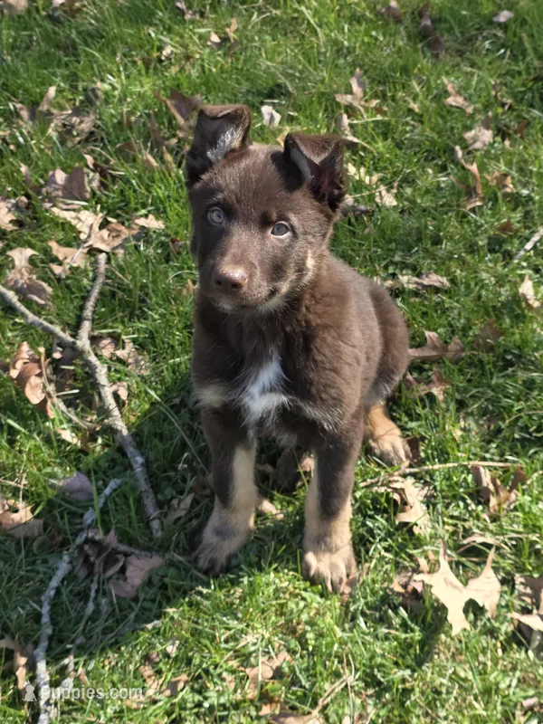 Axel – German Shepherd Dog puppy for sale in Beach City, OH