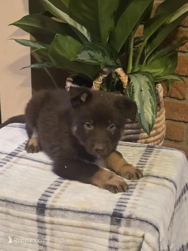 Axel, a male German Shepherd Dog for sale in Beach City, OH – Photo 1 of 1