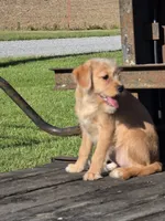 Ruby, a female Cavalier King Charles Spaniel and Miniature Labradoodle for sale in Beach City, OH – 2 of 4