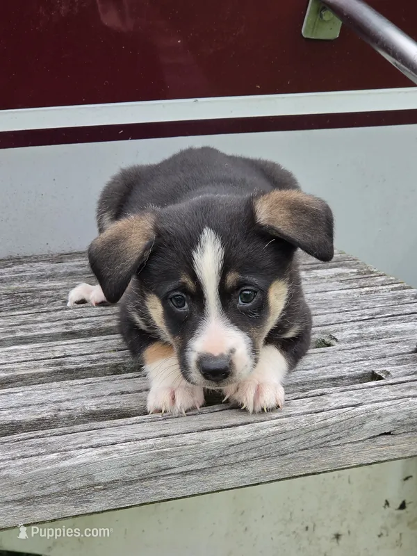 Reese – Pembroke Welsh Corgi, Toy Fox Terrier puppy for sale in Beach City, OH