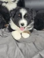 Luke, a male Miniature Australian Shepherd for sale in Beach City, OH – 2 of 2