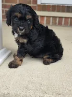 Rio, a male Cavalier King Charles Spaniel for sale in Beach City, OH – 1 of 3