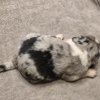 Jasper, a male Australian Shepherd for sale in Beach City, OH – Photo 3 of 3