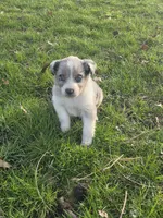 Jasper, a male Australian Shepherd for sale in Beach City, OH – Photo 4 of 8