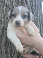 Jasper, a male Australian Shepherd for sale in Beach City, OH – Photo 8 of 8