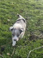 Jasper, a male Australian Shepherd for sale in Beach City, OH – Photo 7 of 8
