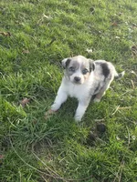 Jasper, a male Australian Shepherd for sale in Beach City, OH – Photo 5 of 8