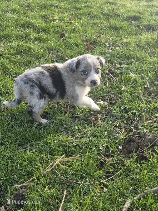 Jasper – Australian Shepherd puppy for sale in Beach City, OH