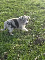 Jasper, a male Australian Shepherd for sale in Beach City, OH – Photo 6 of 8