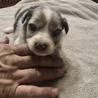 Jasper, a male Australian Shepherd for sale in Beach City, OH – Photo 1 of 3