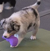 Jasper, a male Australian Shepherd for sale in Beach City, OH – Photo 2 of 8