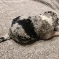 Jasper, a male Australian Shepherd for sale in Beach City, OH – Photo 2 of 3