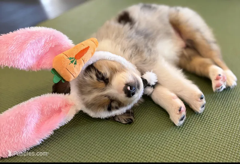 Jasper – Australian Shepherd puppy for sale in Beach City, OH