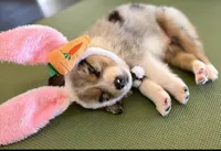 Jasper, a male Australian Shepherd for sale in Beach City, OH – Photo 1 of 8