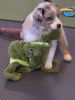 Jasper, a male Australian Shepherd for sale in Beach City, OH – Photo 3 of 8