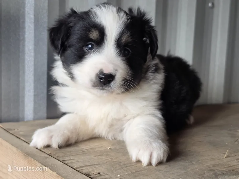 Lyla – Miniature Australian Shepherd puppy for sale in Beach City, OH