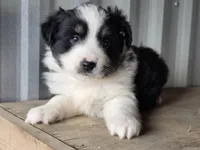 Lyla, a female Miniature Australian Shepherd for sale in Beach City, OH – 1 of 1