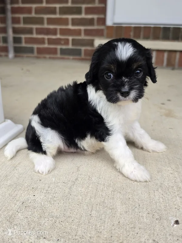 Scout – Cavalier King Charles Spaniel puppy for sale in Beach City, OH