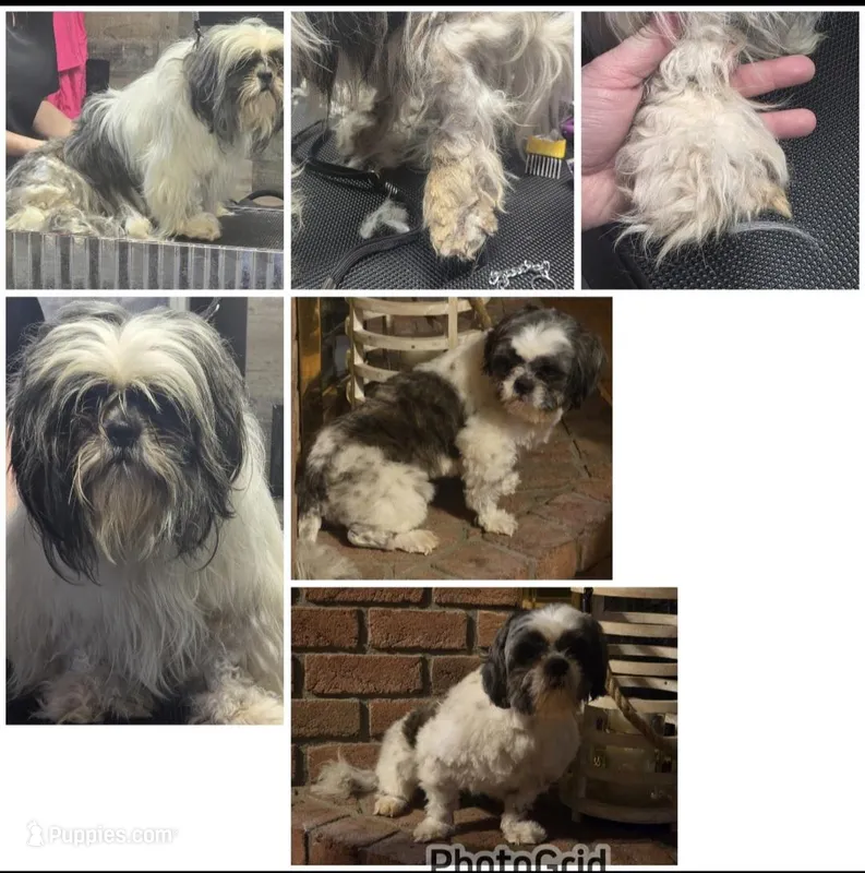 Buddy – Shih Tzu puppy for sale in Beach City, OH