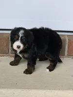 Harper, a female Miniature Bernedoodle for sale in Beach City, OH – 3 of 4